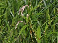 Dock-Leaved Smartweed